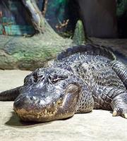 Μόσχα: Πέθανε σε ηλικία 84 ετών ο αλιγάτορας-θρύλος Σάτουρν